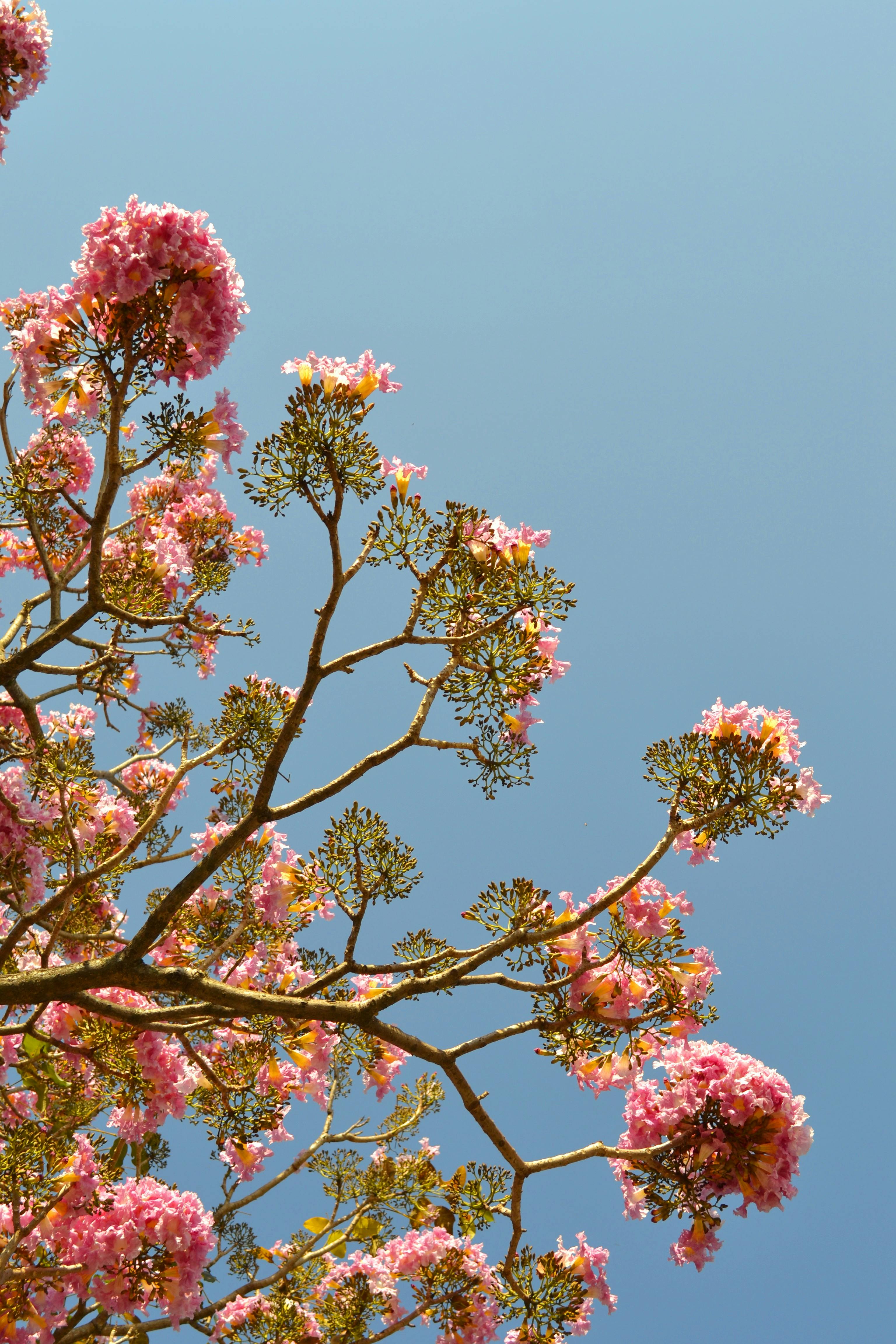 Springtime pink blossoms on tree branches set against a bright blue sky in São José dos Campos.