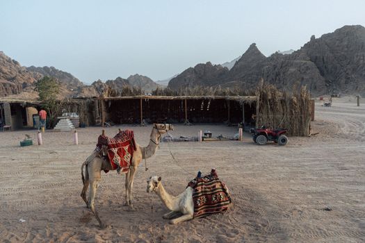 Bedouin desert dinner — Sharm el-Sheikh