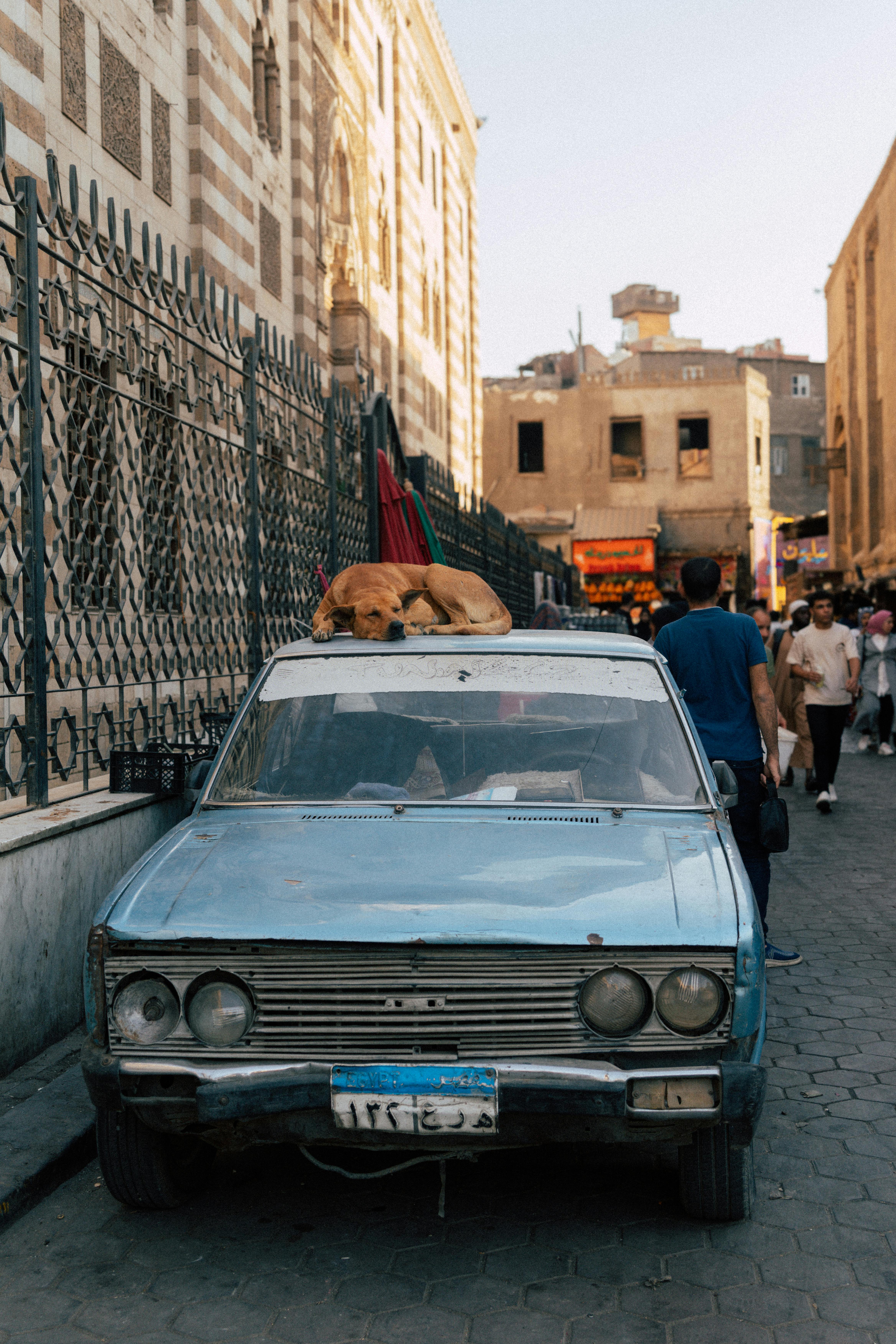 Dog Sleeping on Vintage Car