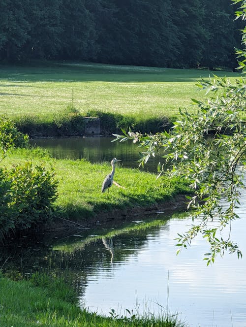 Free stock photo of fairway, golf, heron