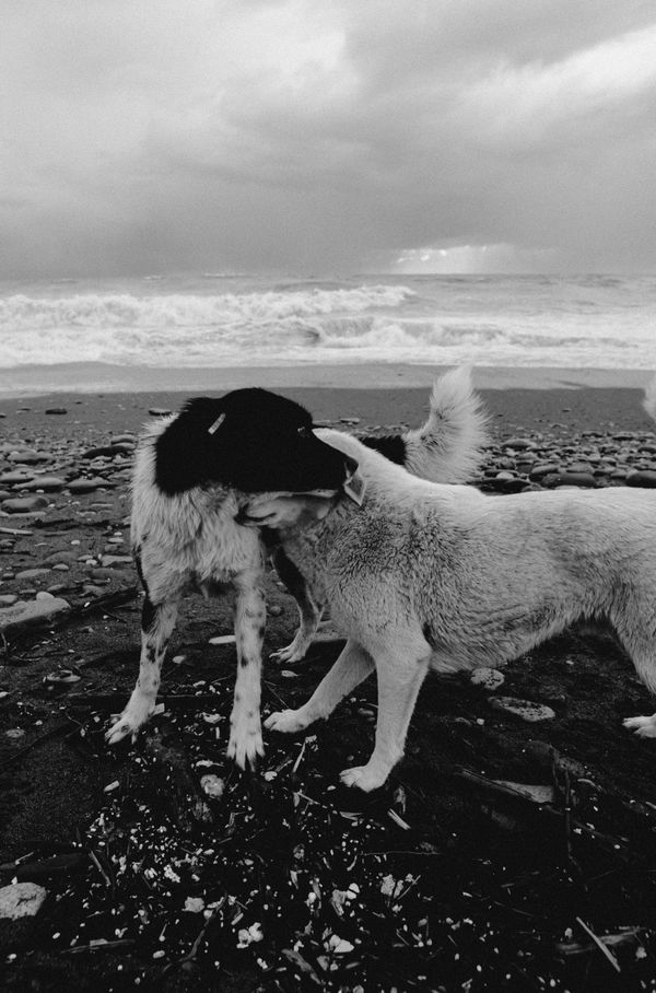 Dois cães brincando em uma praia tempestuosa de Batumi em um cenário monocromático.
