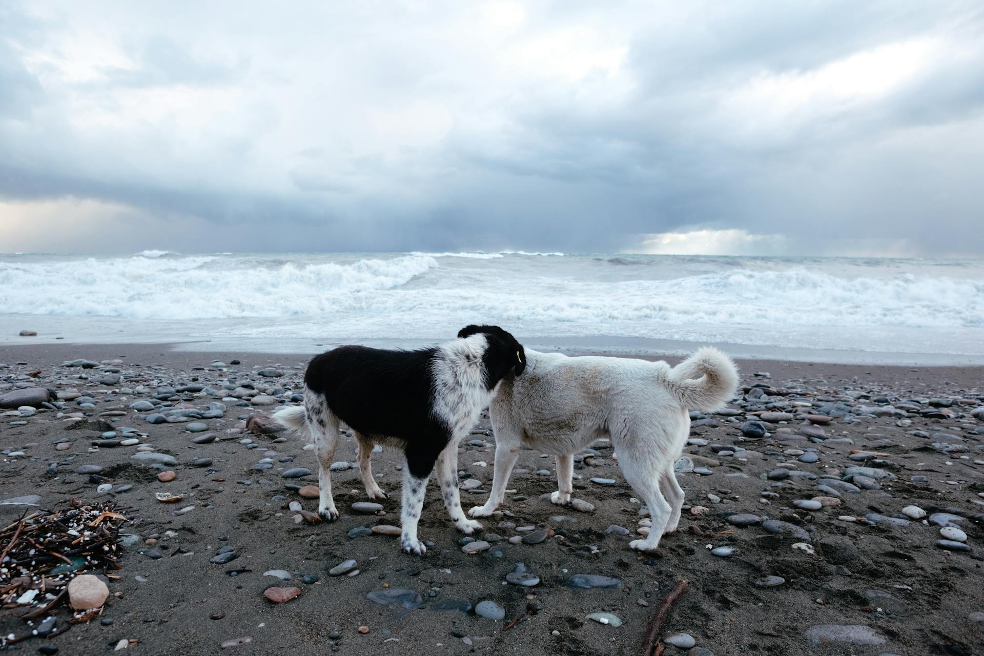 Dogs Knowing Each Other on Beach