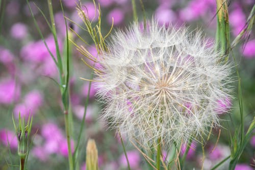 A dandelion seed in a field of pink flowers