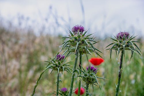 Thistle and poppy in a field