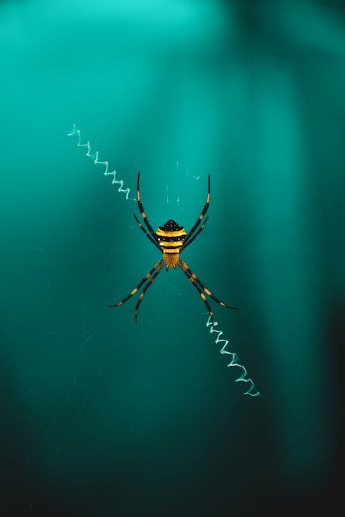 ウェビング, クモ, クモの絹の無料の写真素材