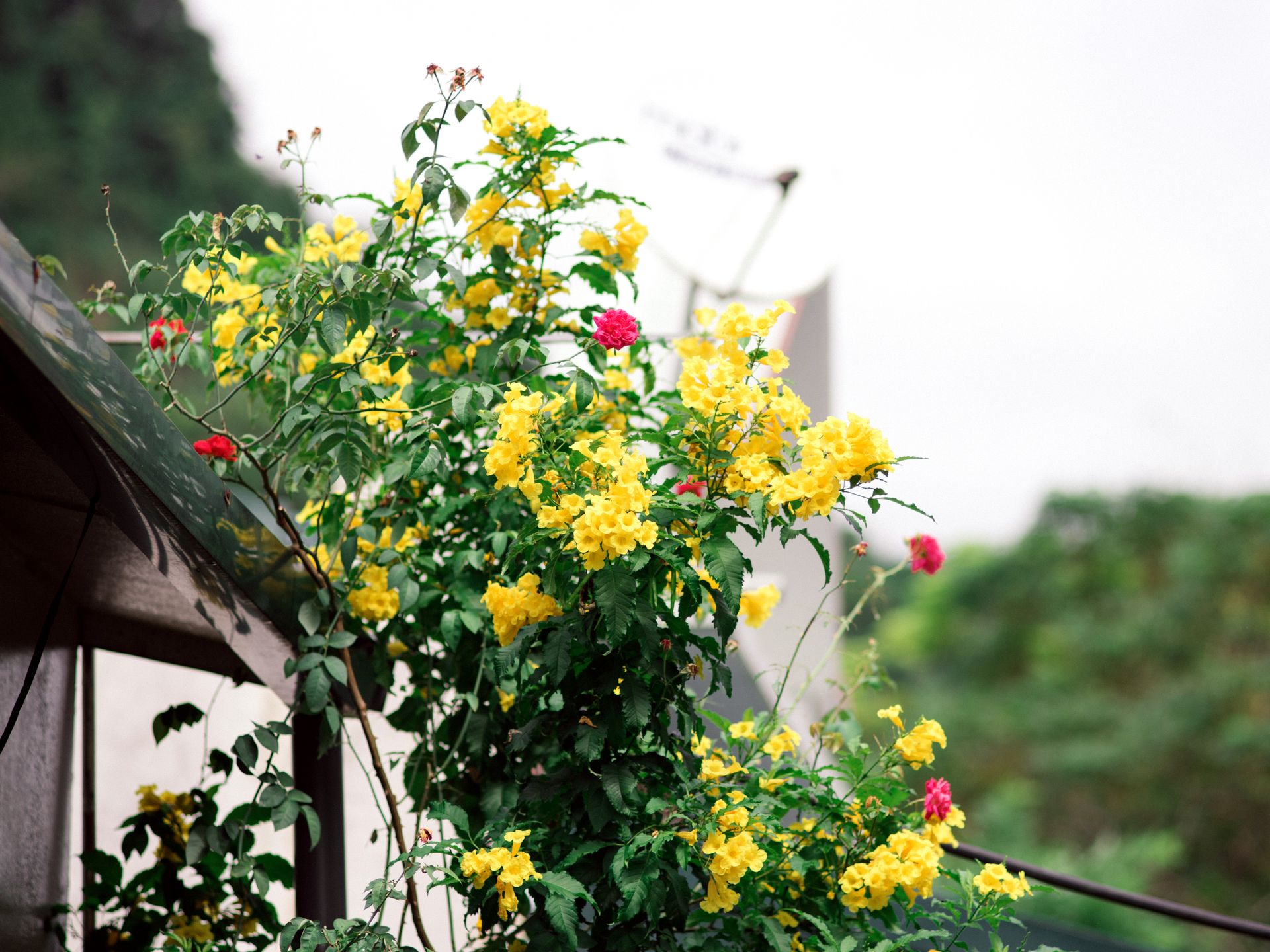 Close-up of vibrant yellow and red flowers growing on a garden trellis outdoors.