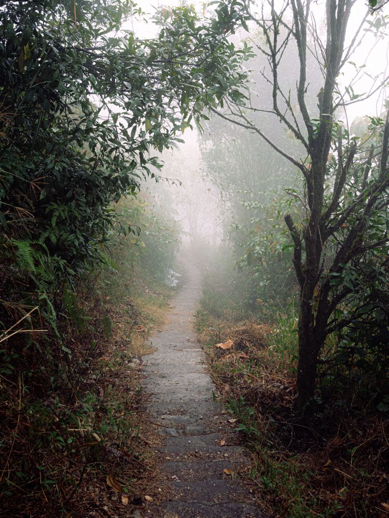 A narrow footpath disappearing into fogged green woodland — photo by Q. Hưng Phạm on Pexels