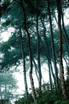 A serene view of a misty forest filled with tall, slender conifer trees.
