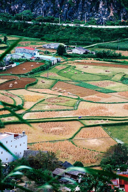 A view of a farm with rice fields and mountains