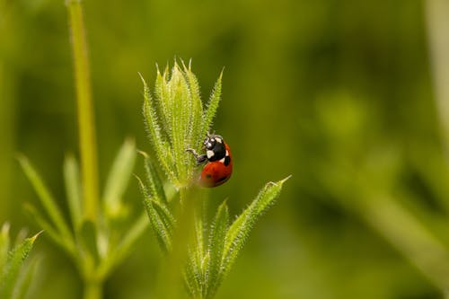 곤충, 국가, 녹색의 무료 스톡 사진