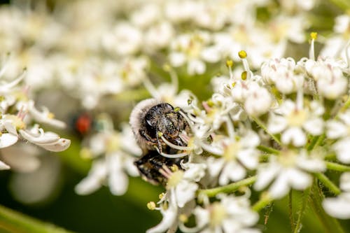 Imagine de stoc gratuită din albină, buburuză, la țară