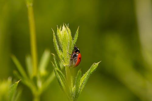Fotos de stock gratuitas de al aire libre, Beetle, biología