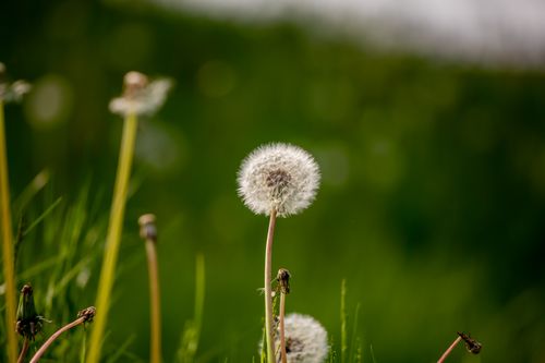 Free Close-up of a dandelion seed head set against a vibrant green meadow background. Stock Photo
