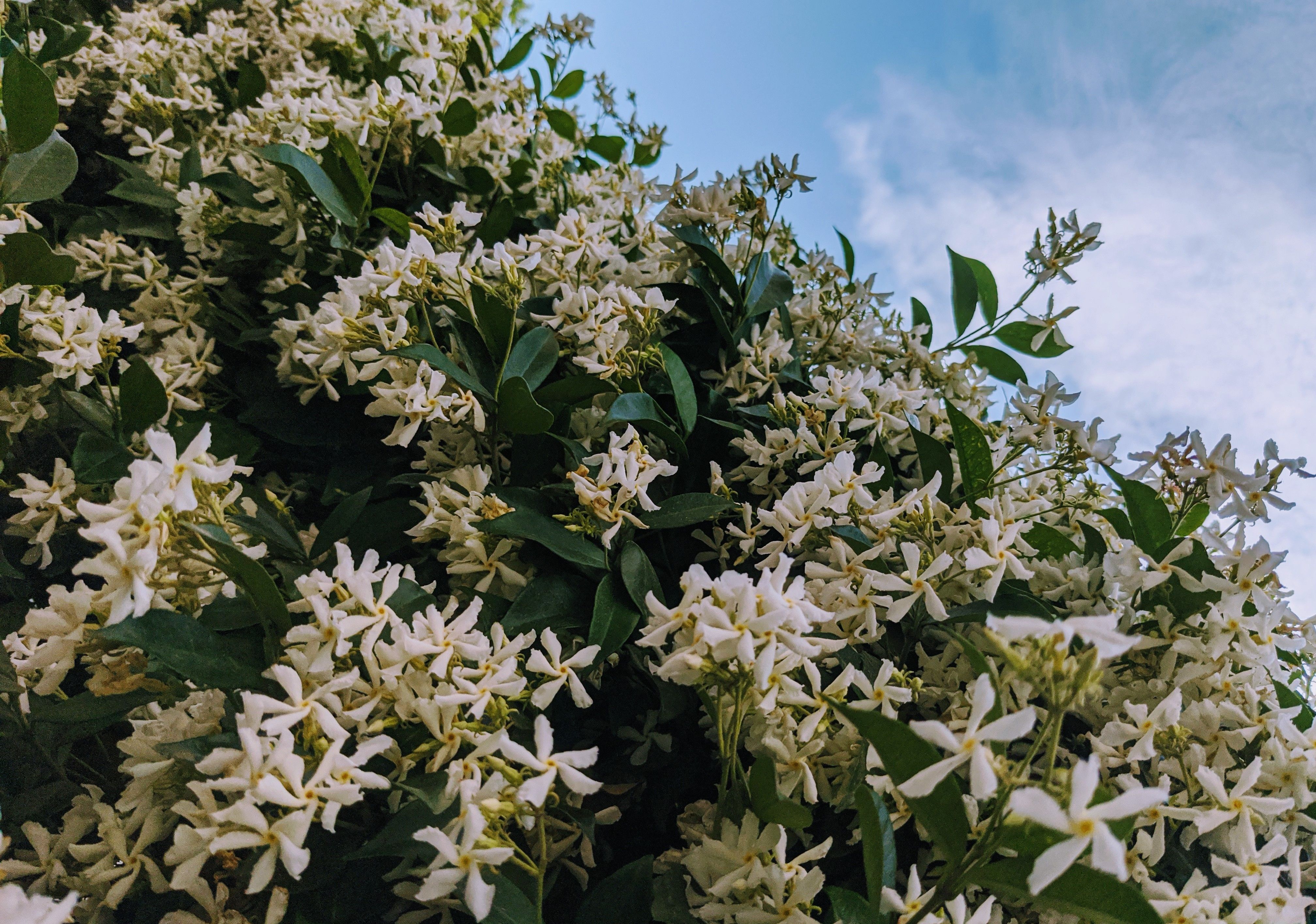 A tree with white flowers and blue sky in the background · Free Stock Photo