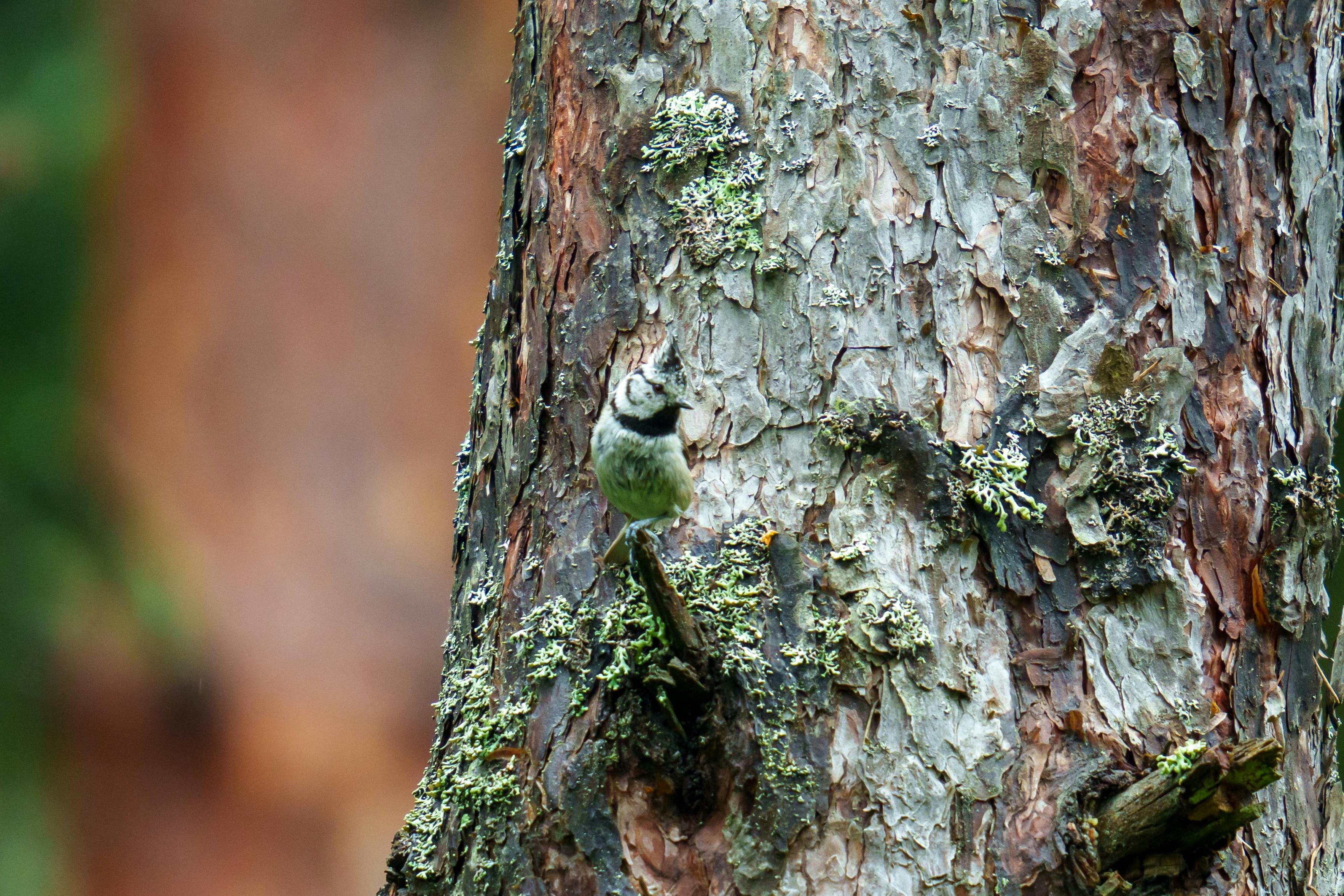 Crested Tit Pinewood — Speyside