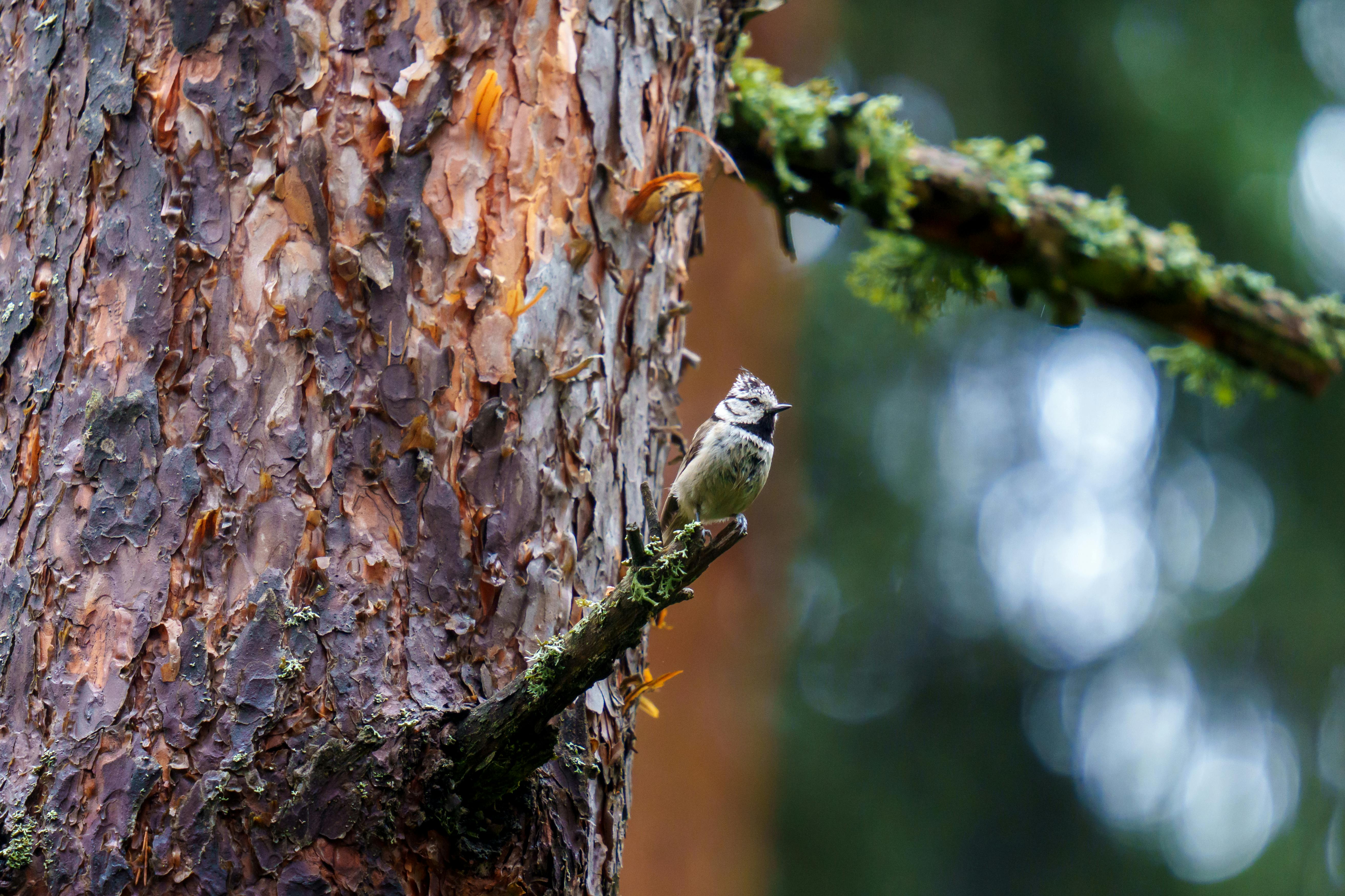 the crested tit or european crested tit lophophanes cristatus formerly parus cristatus is a passerine bird in the tit family paridae it is a widespread and common resident breeder in