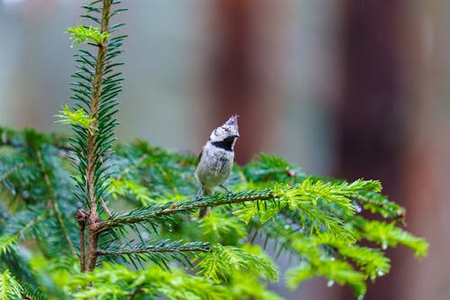 Безкоштовне стокове фото на тему «@outdoor, cristatus, lophophanes cristatus»