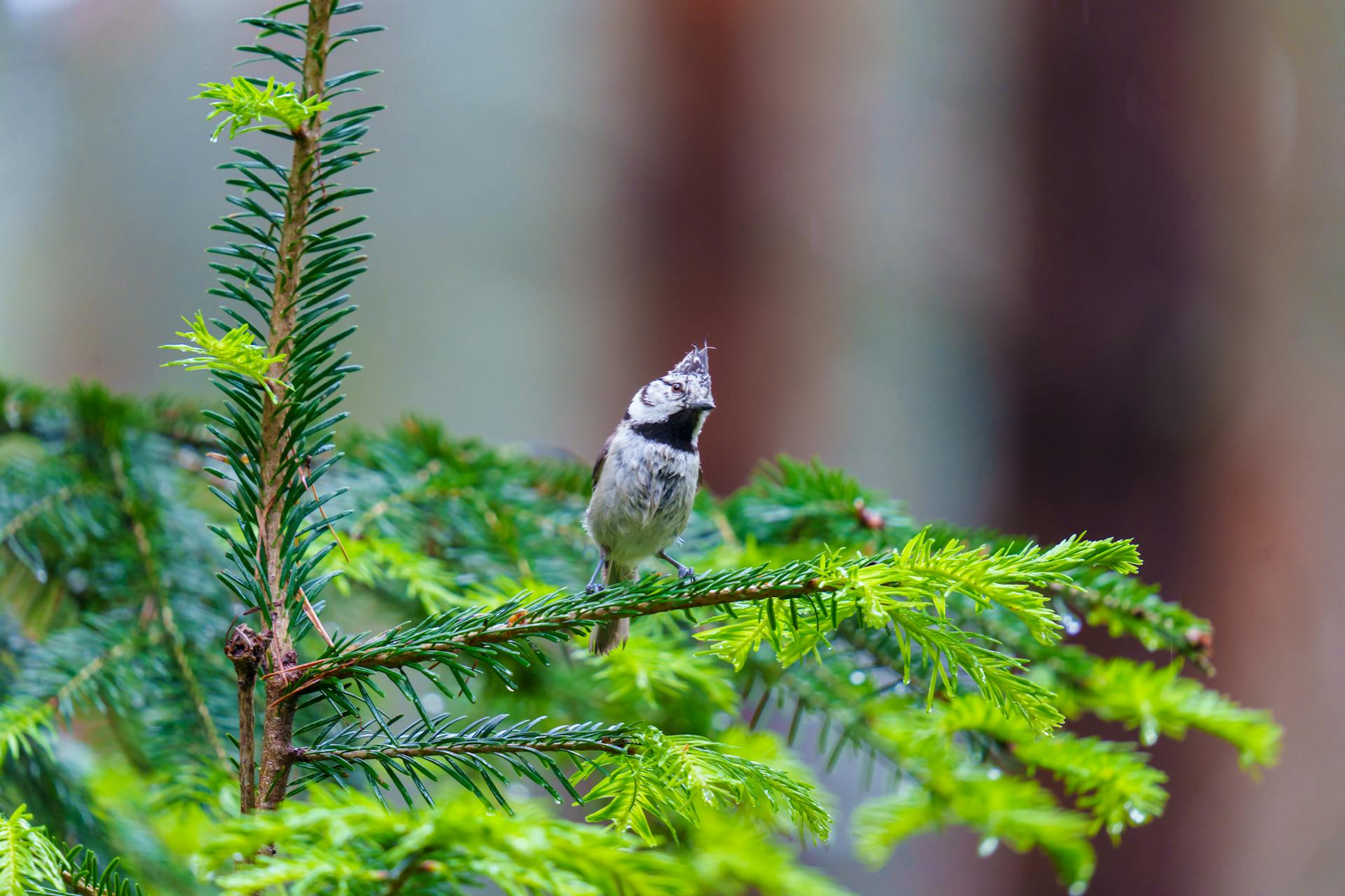 A Eurasian Crested Tit perched on an evergreen branch in a forest setting.