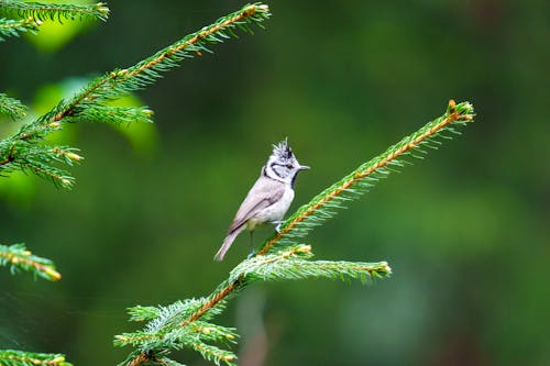 Безкоштовне стокове фото на тему «@outdoor, cristatus, lophophanes cristatus»