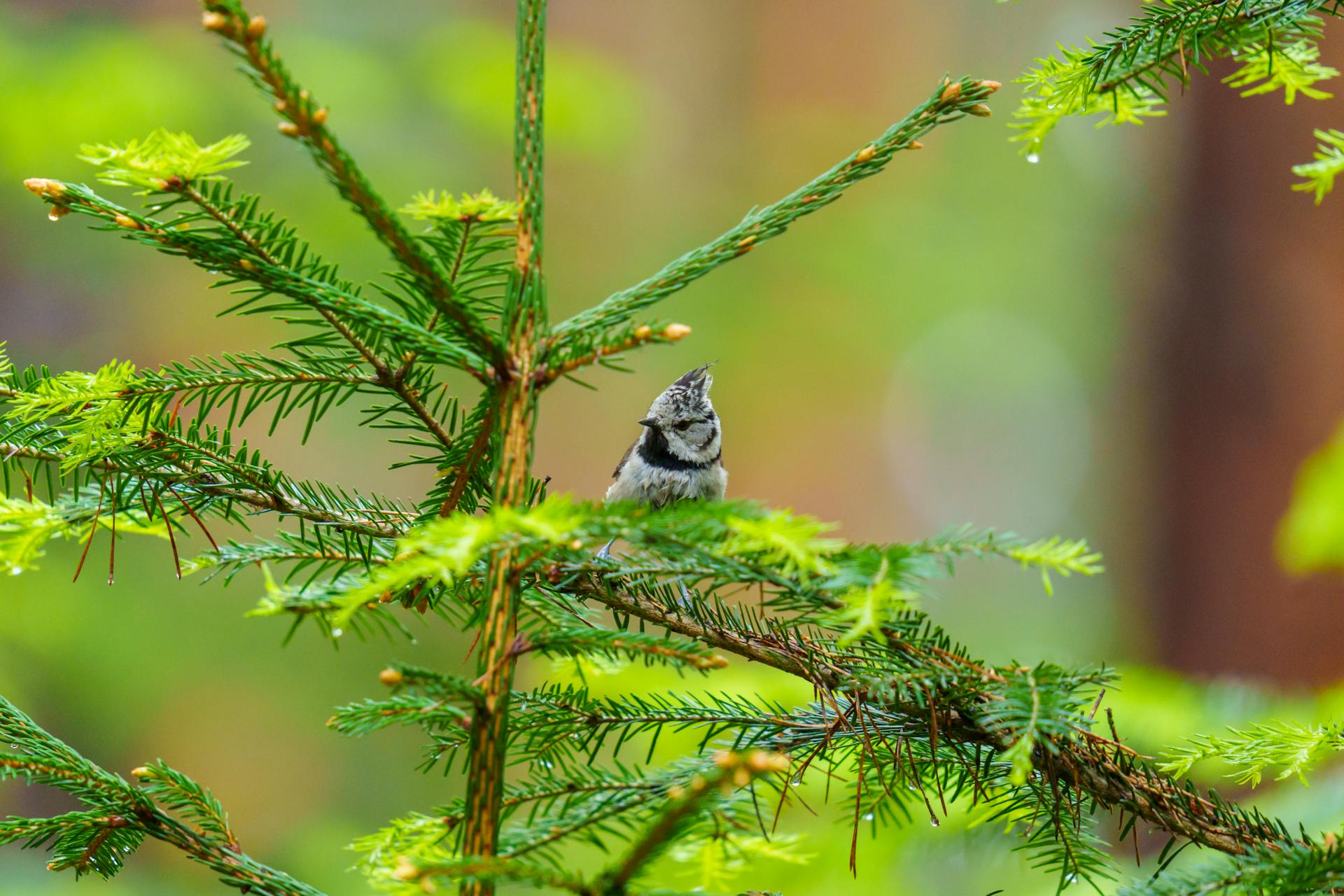 Charming Eurasian crested tit perched on vibrant evergreen branch in a serene forest setting.