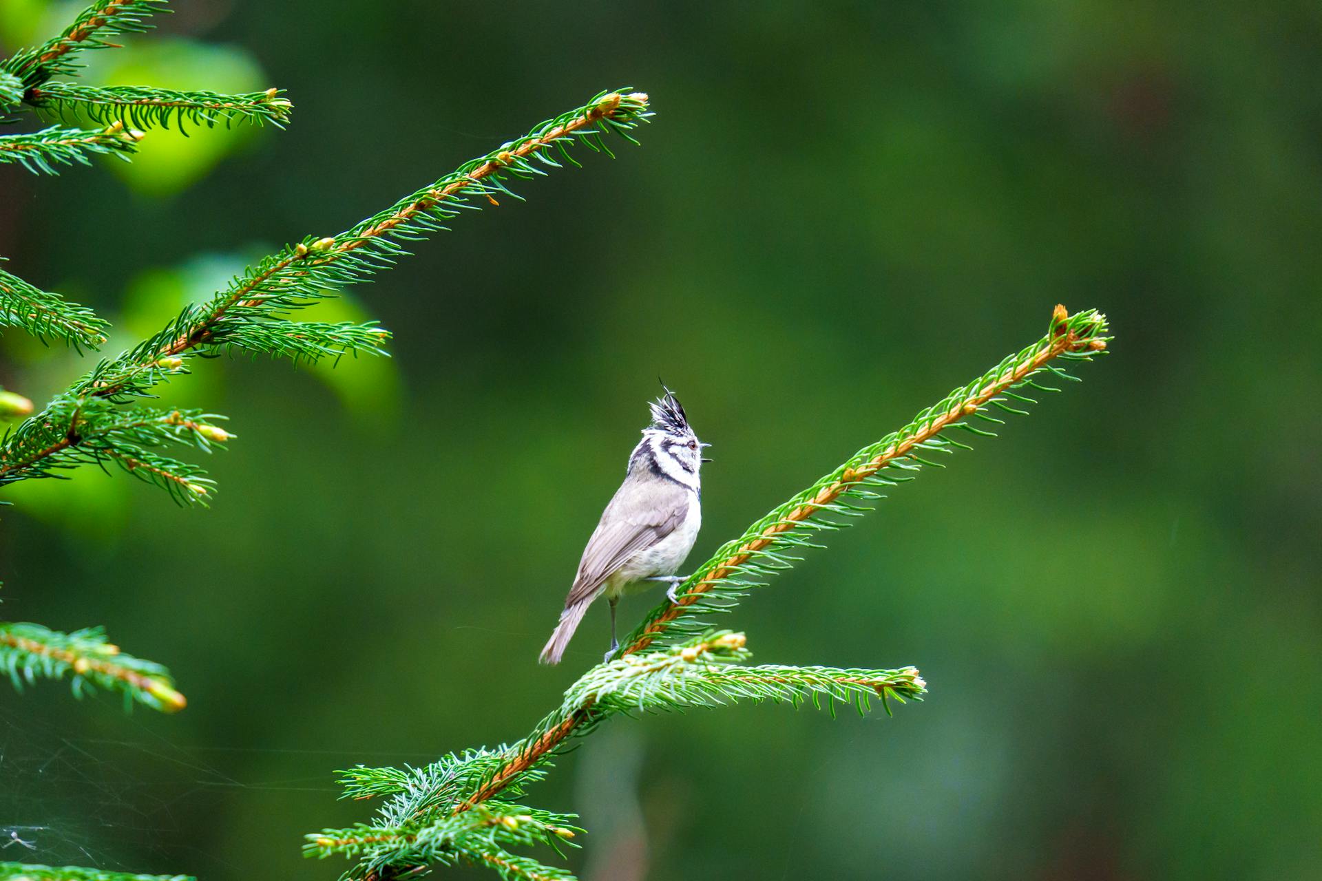 European crested tit perched on evergreen branch in forest setting, showcasing beautiful plumage.