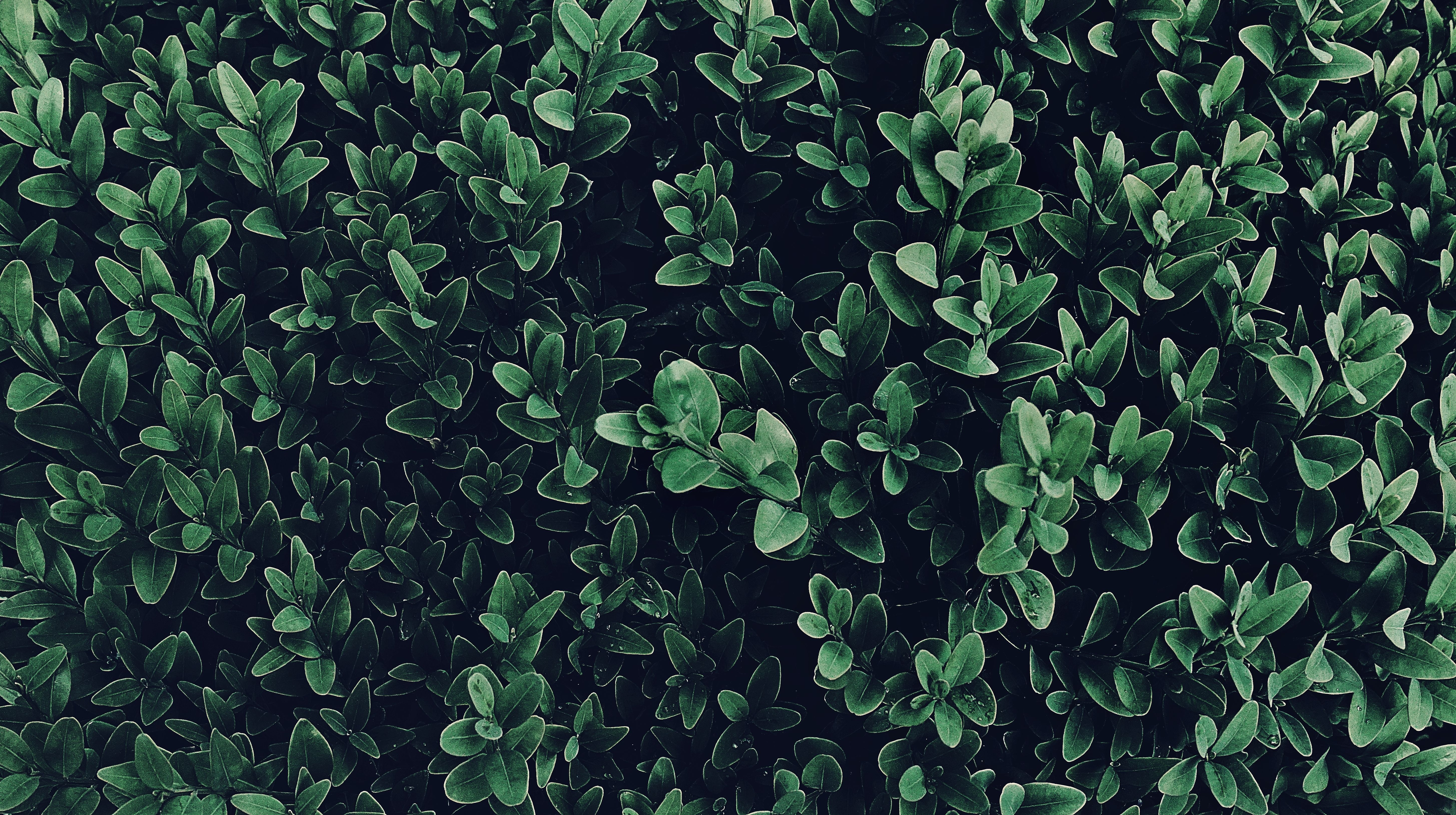 Kostenloses Foto zum Thema: 4k wallpaper, blätter, botanisch
