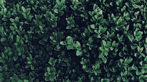 Free A vibrant close-up of dense green foliage, perfect for nature-themed backgrounds. Stock Photo