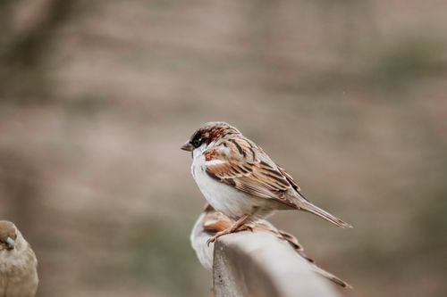 Free A sparrow perched on a wooden railing in a natural setting, showcasing wildlife elegance. Stock Photo