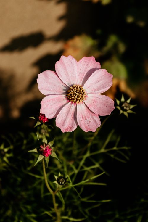 Free A vibrant pink cosmos flower in full bloom captured in natural sunlight with lush green foliage. Stock Photo