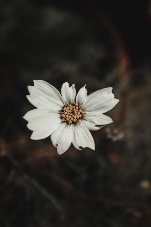 Free A beautiful close-up of a white flower against a dark blurred background, showcasing nature's simplicity. Stock Photo