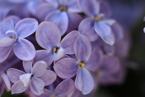 Fotos de stock gratuitas de arte floral, azul, color