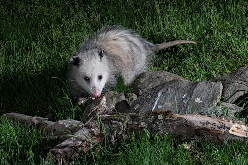 Young opossum foraging at night.