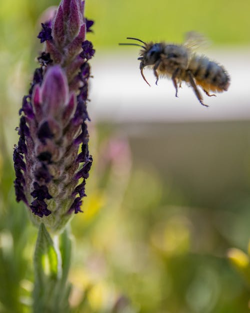 Kostenloses Stock Foto zu biene, blütenstaub, lavendel