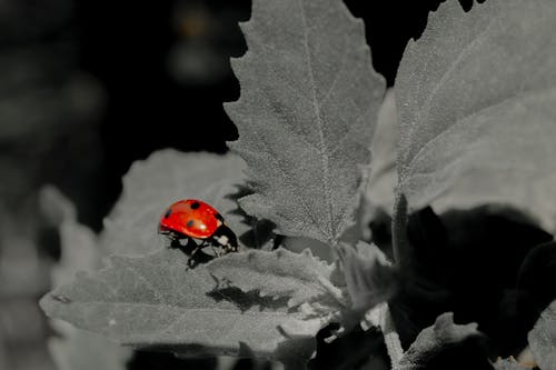 Kostenloses Stock Foto zu insekten, makro, marienkäfer