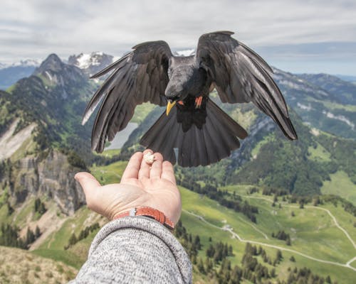 Free stock photo of alps, bird, bird feeder