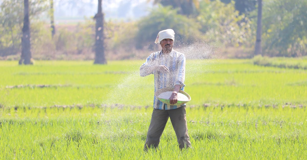 Understanding Grass Growth Stages and Timelines - seeding/overseeding & establishment lawn care