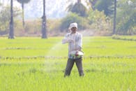 Senior man sowing rice in field