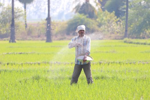 Senior man sowing rice in field
