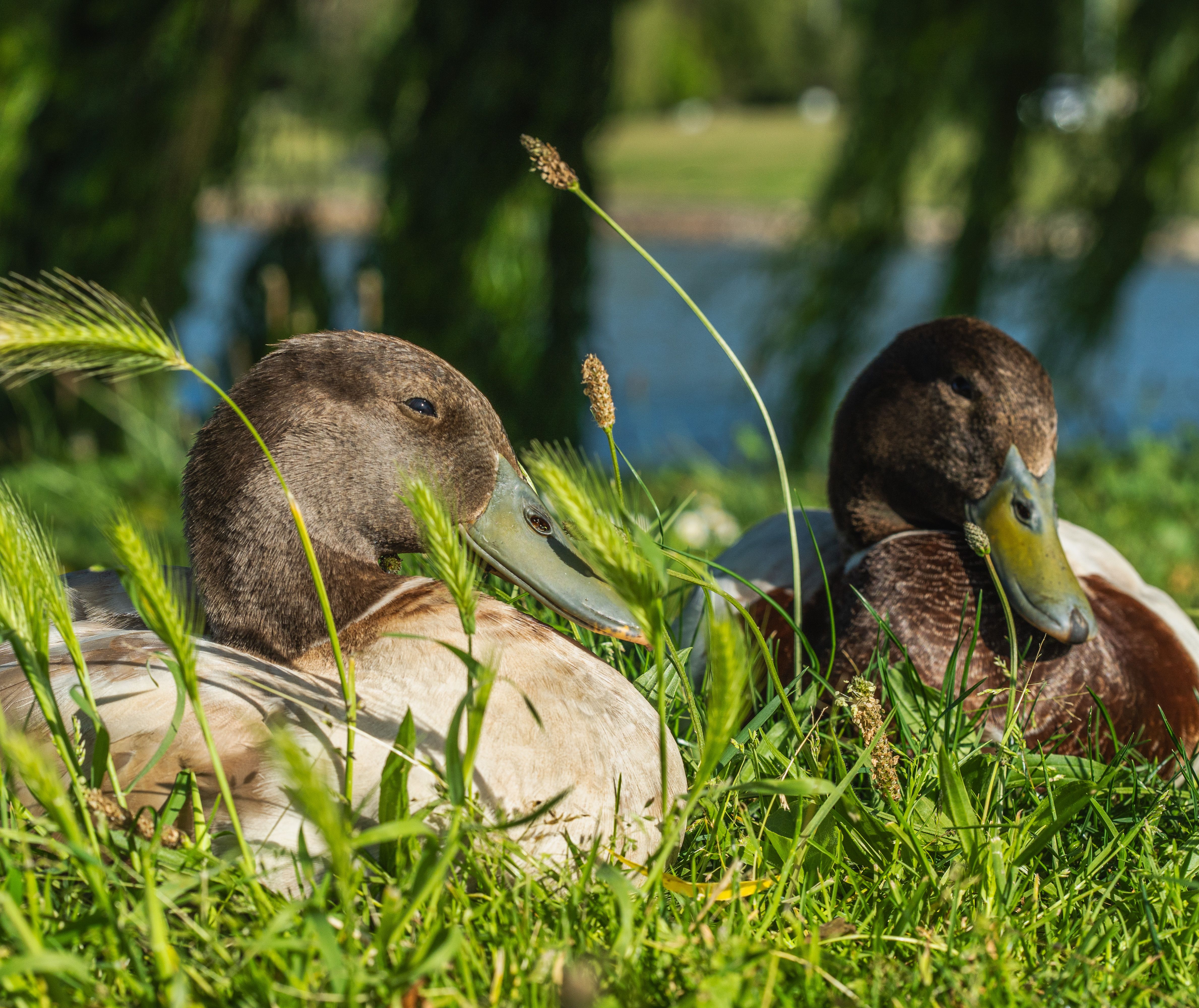 Ducks in Grass · Free Stock Photo