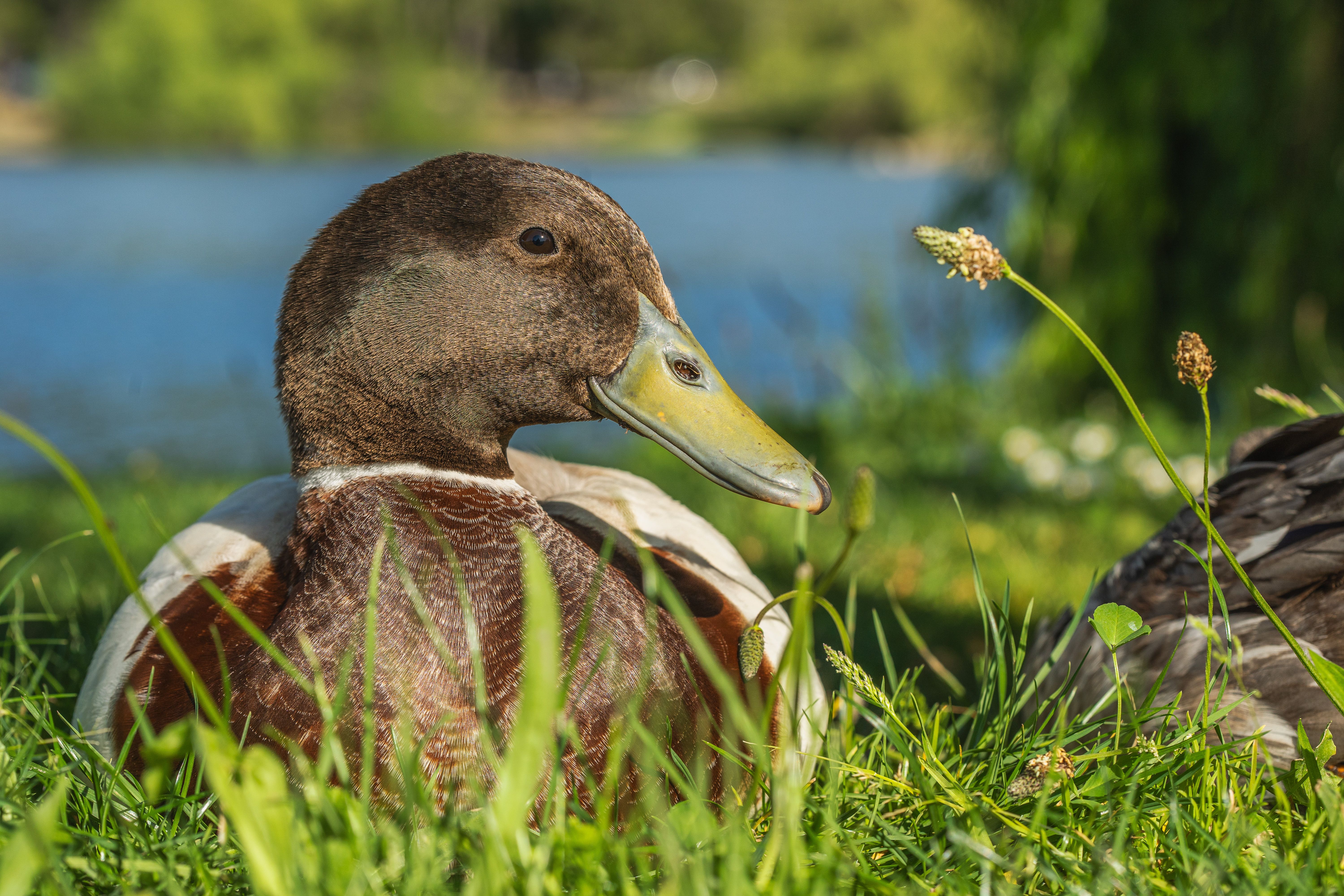 Duck in Grass · Free Stock Photo
