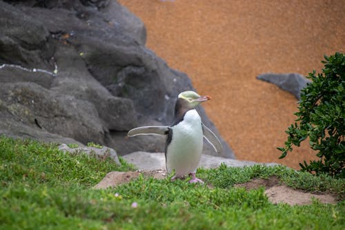 Бесплатное стоковое фото с пингвин