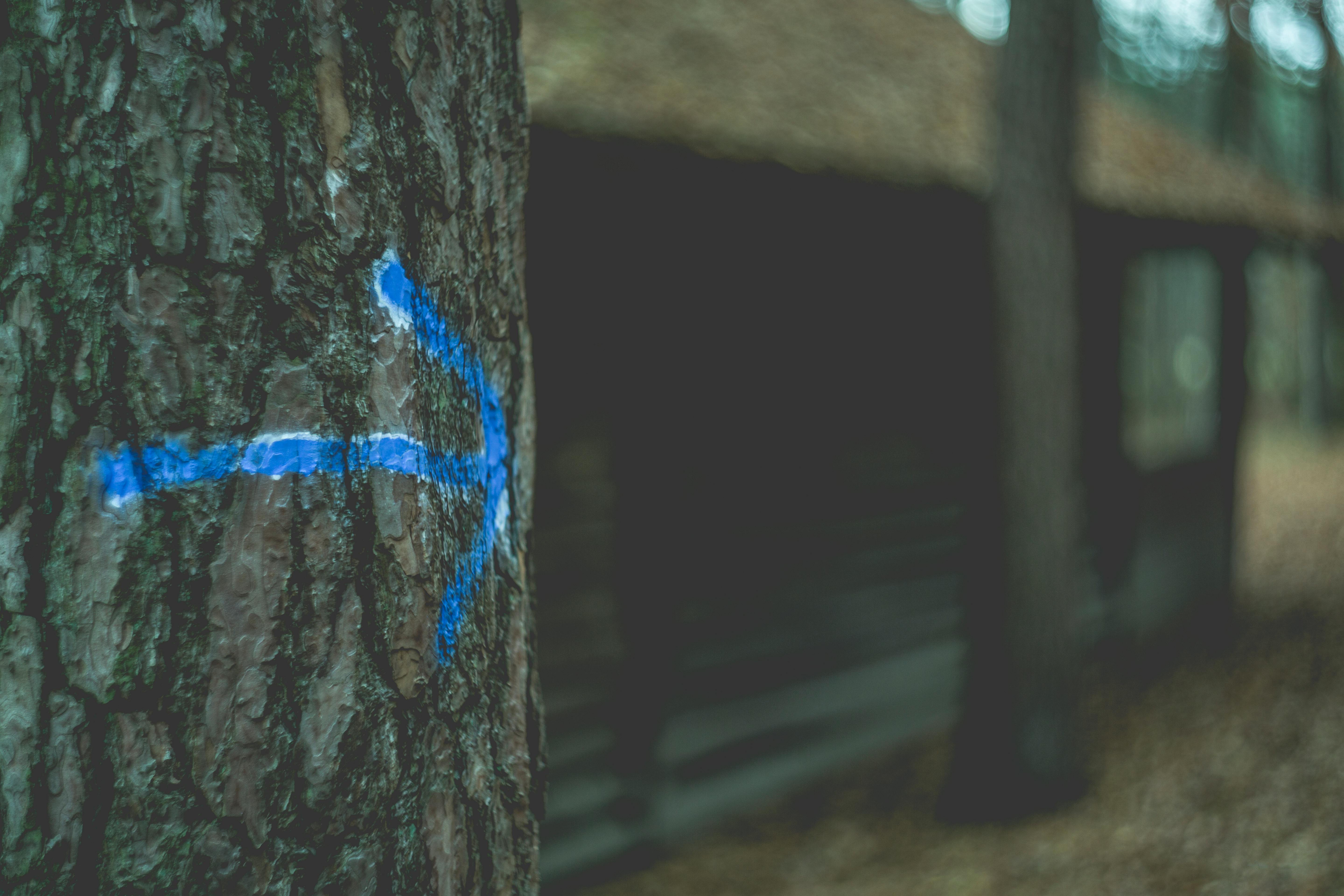 Blue Arrow on Tree