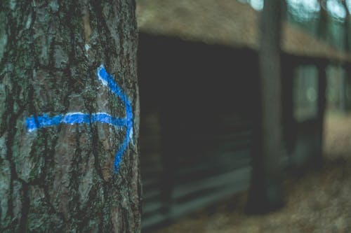 Blue Rope on Brown Tree Trunk