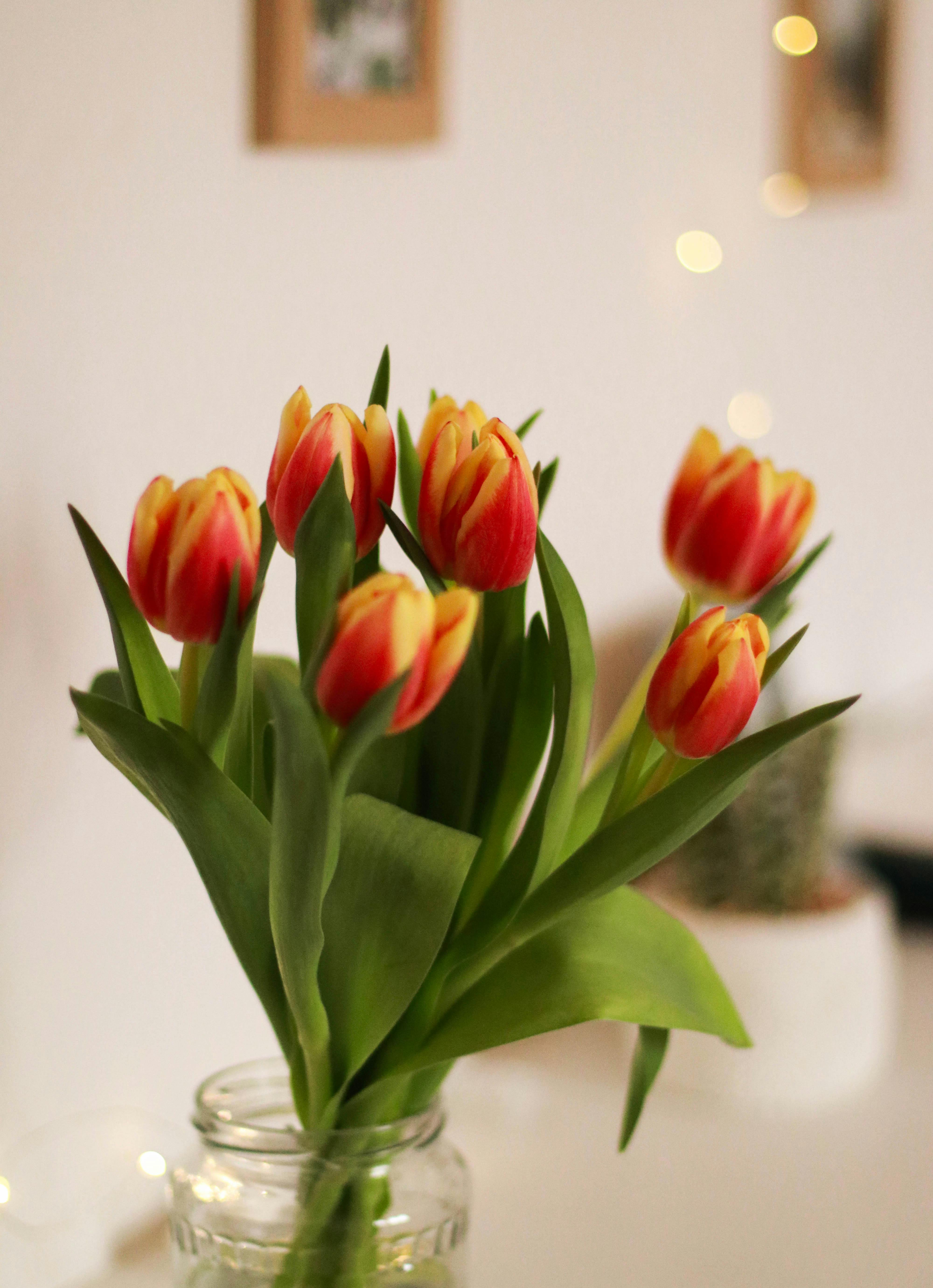 Close-Up Photo of Tulips in Glass Jar