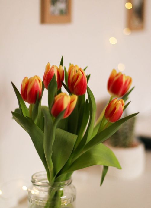Free A close-up of vibrant tulips in a glass vase with soft bokeh lighting indoors. Stock Photo