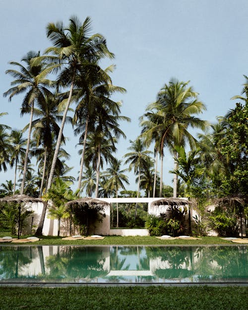 Free stock photo of holiday resort, palm tree, palm trees