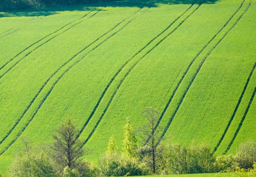 Foto profissional grátis de agricultura, área, aumento