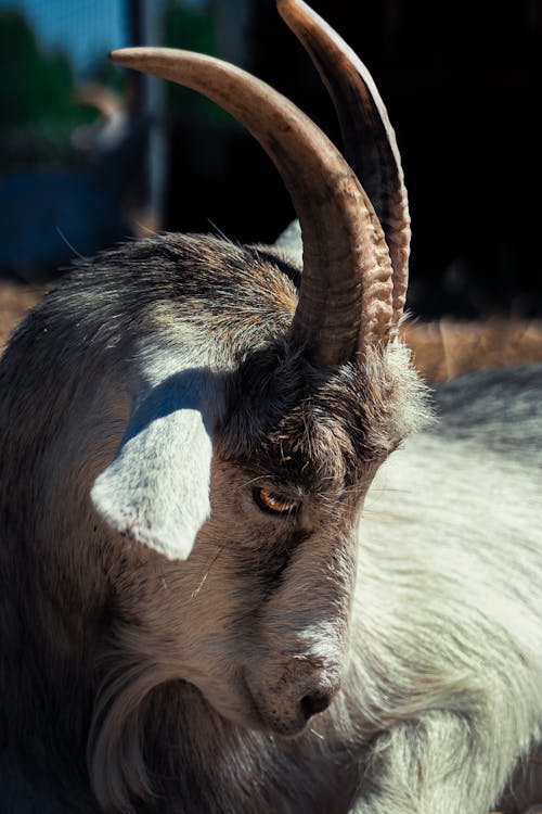 A goat with long horns laying down on the ground