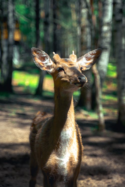 Foto profissional grátis de alce, animais selvagens, animal