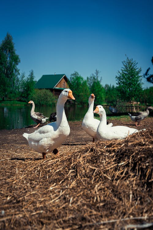 Foto profissional grátis de água, animais selvagens, animal